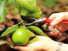 Potare gli alberi da frutta